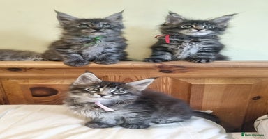 Maine Coon cats - Advert 5