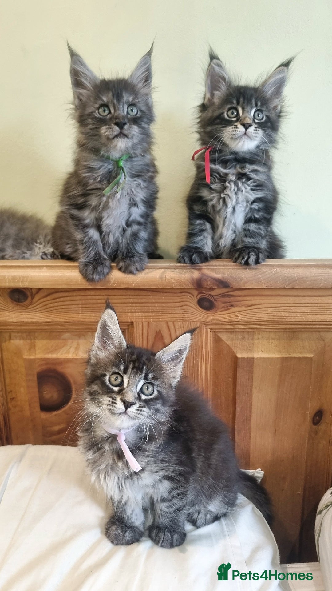 Maine Coon cats for sale: 💥Maine Coon,TICA ,CHAMPION RUSSIAN BLOODLINES💥 - Image 4