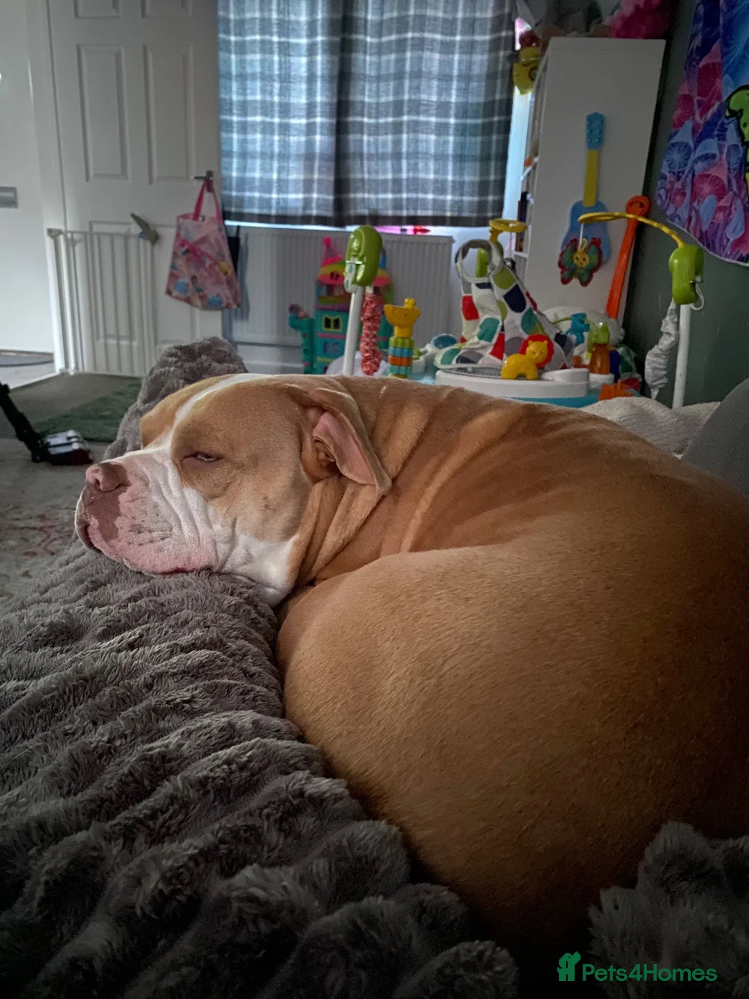 Mixed Breed dogs for sale: Trixie  in Rugby - Advert 2