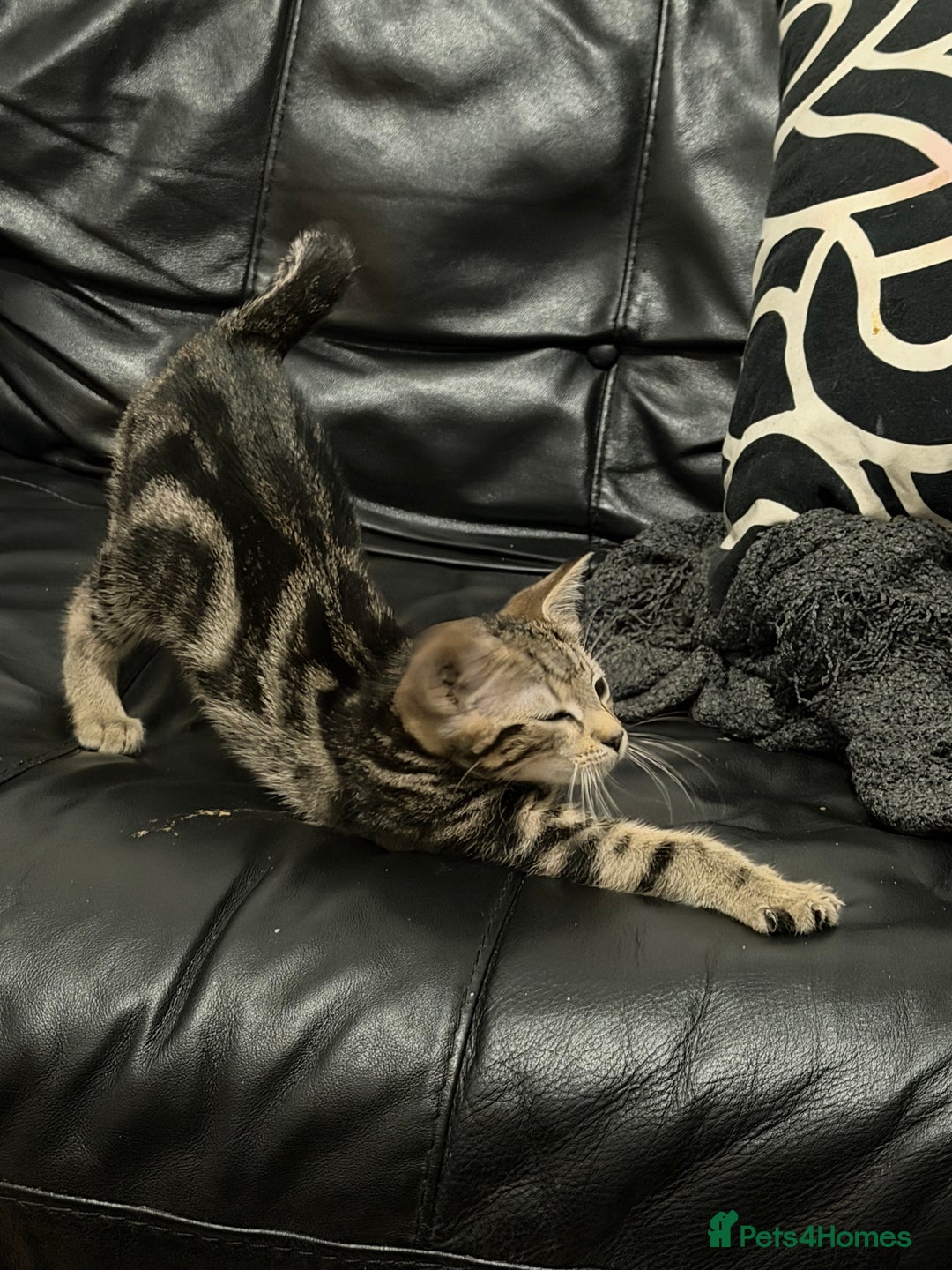 Domestic Shorthair cats for sale: Kittens for sale - Advert 2