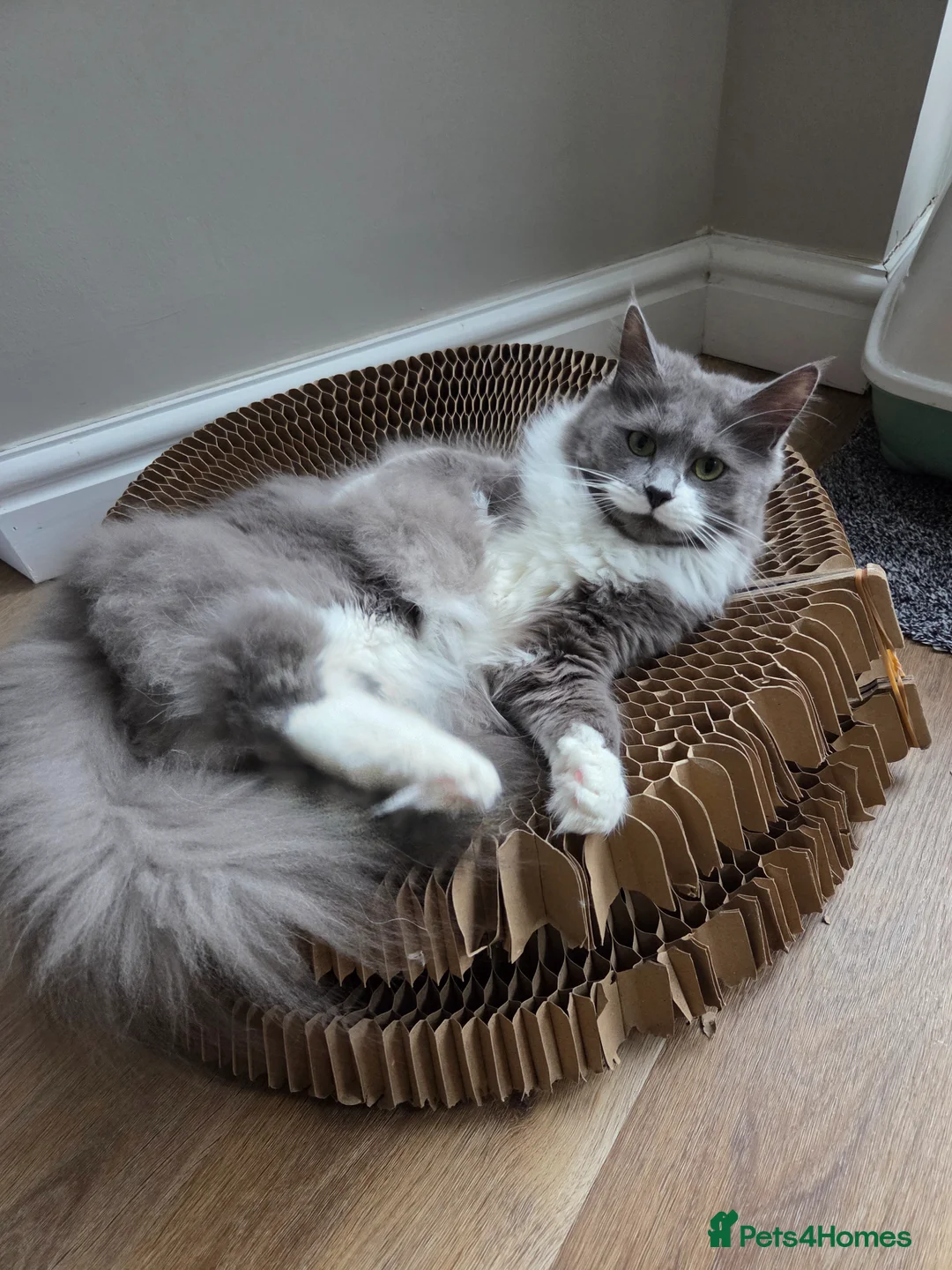 Mixed Breed cats for sale: Ragdoll maine coon mix  - Advert 1