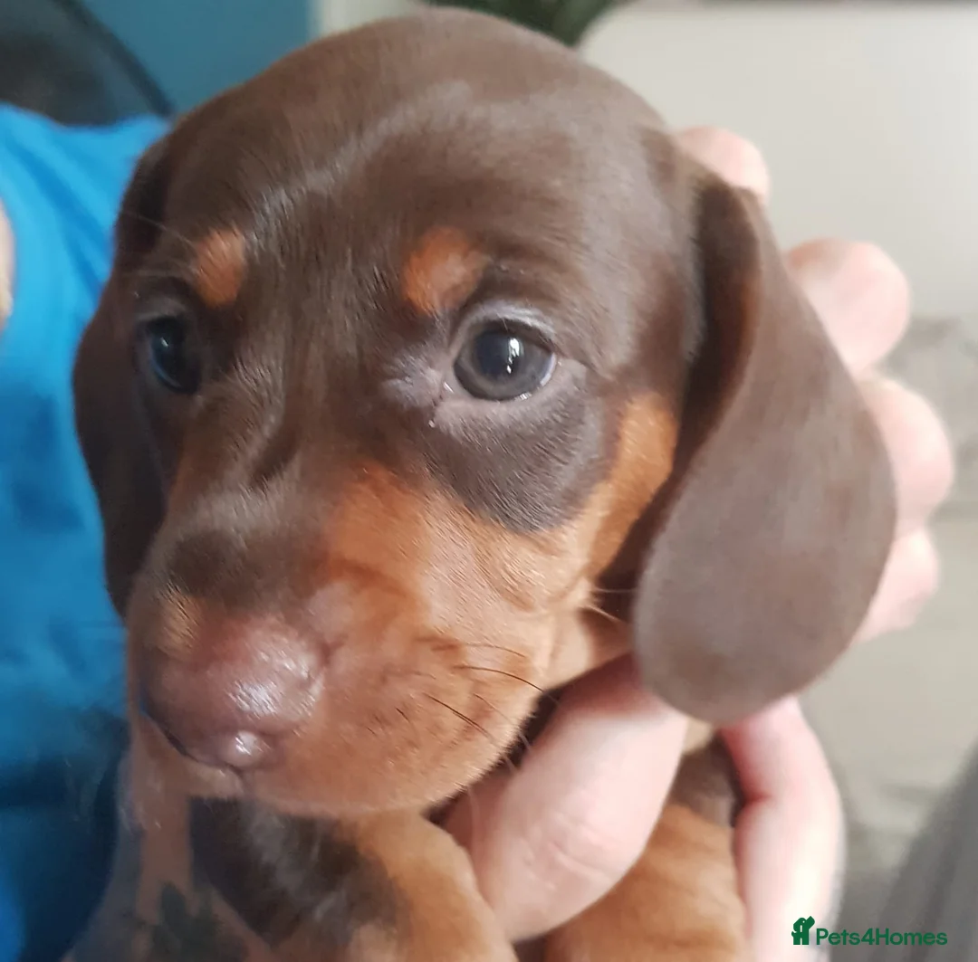 Dachshund dogs for sale: Make chocolate and tan  - Advert 4