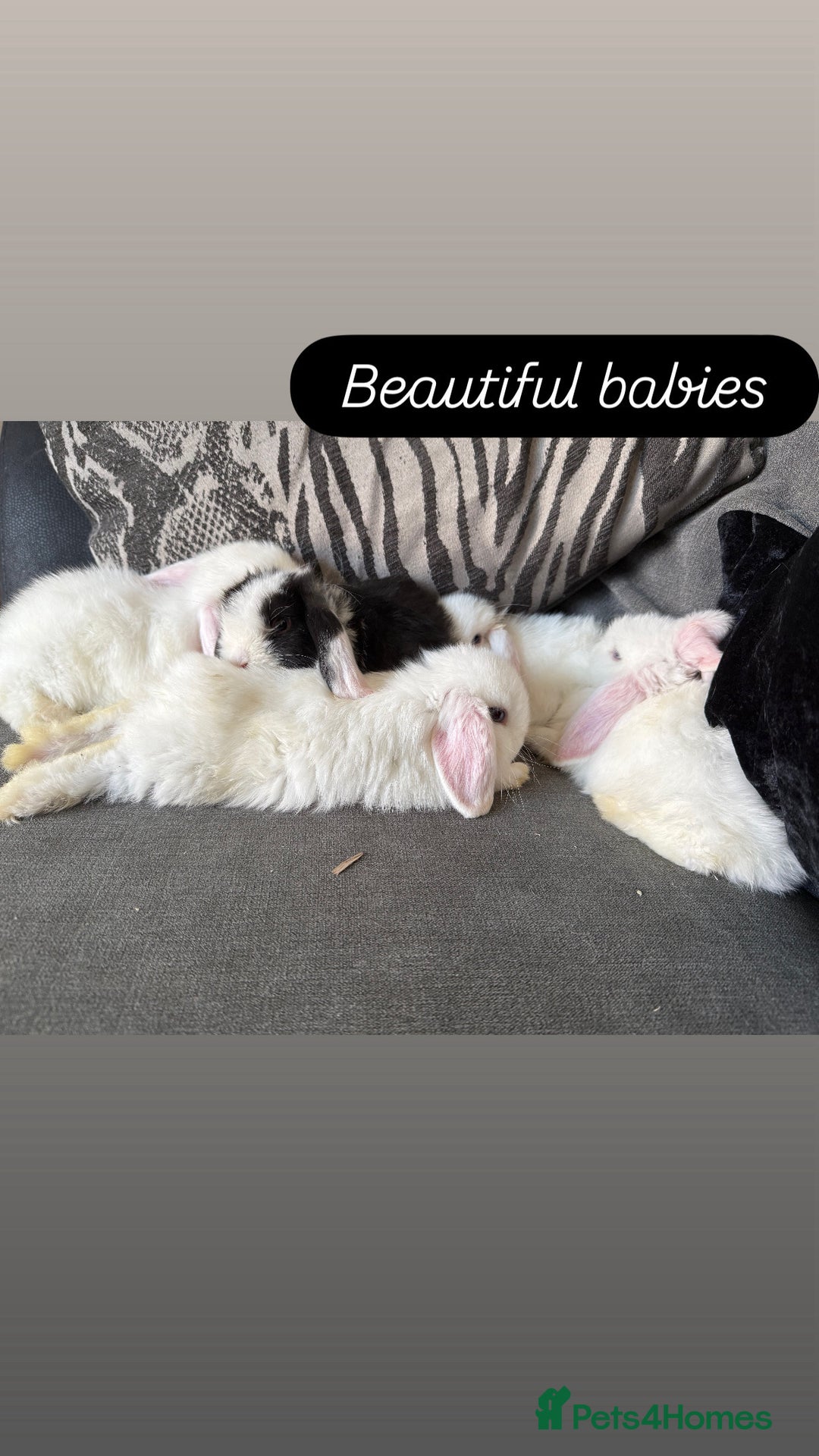 Mini Lop rabbits for sale: Gorgeous Mini Lops  - Image 6