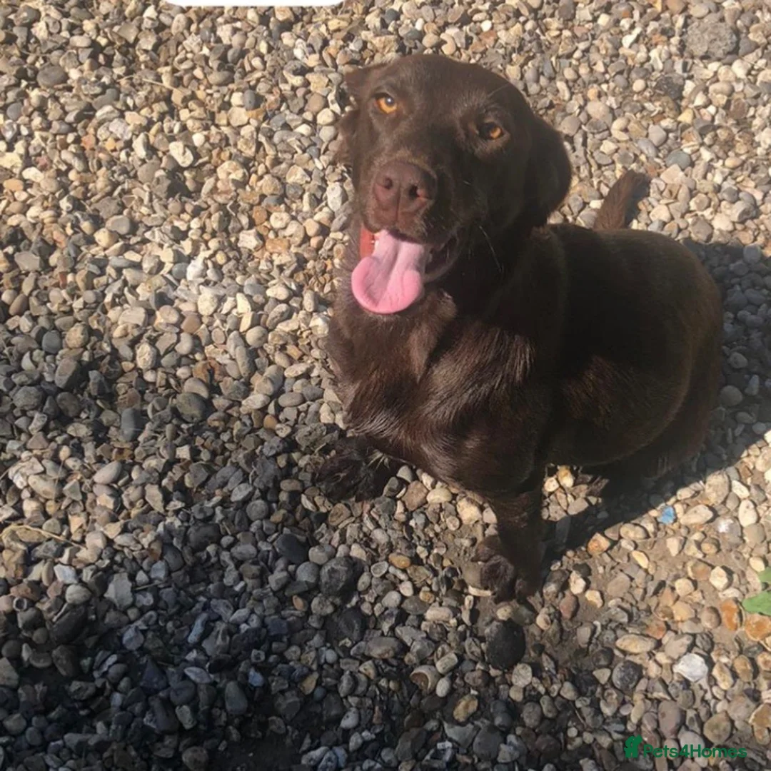 Mixed Breed dogs for sale: 5* Cockador Puppies - Advert 9