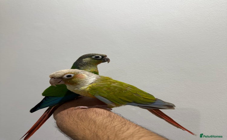 Conures birds - Advert 1