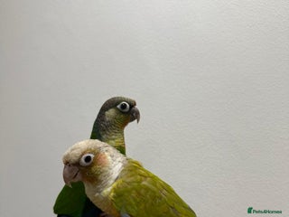 Conures birds - Advert 11
