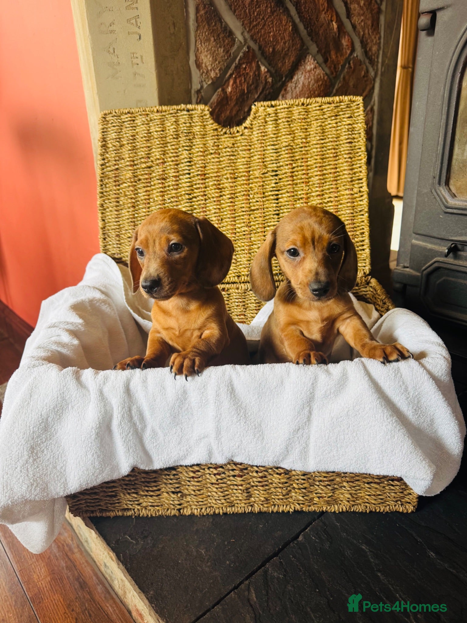 Dachshund dogs Stunning litter of dachshund pups  - Advert 6