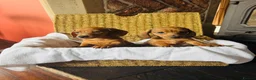 Dachshund dogs for sale: Stunning litter of dachshund pups  - Advert 1