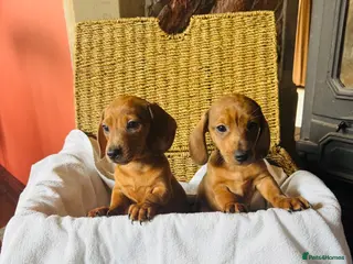 Dachshund dogs Stunning litter of dachshund pups - Advert 4