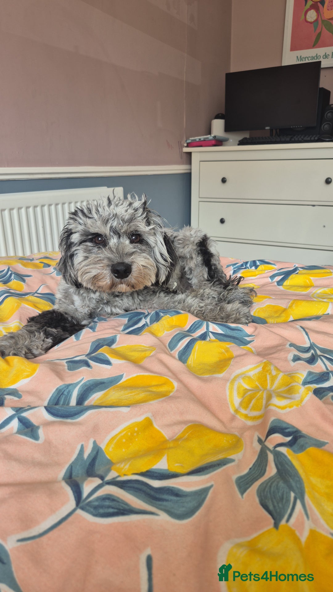 Cockapoo dogs for sale: Handsome Cockapoo Alpha Boy 8 weeks old  - Image 13