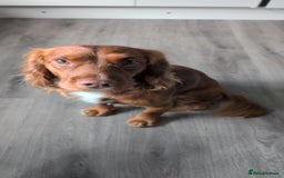 Cocker Spaniel dogs for sale: Our lovely Cocker has had her puppies - Image 8