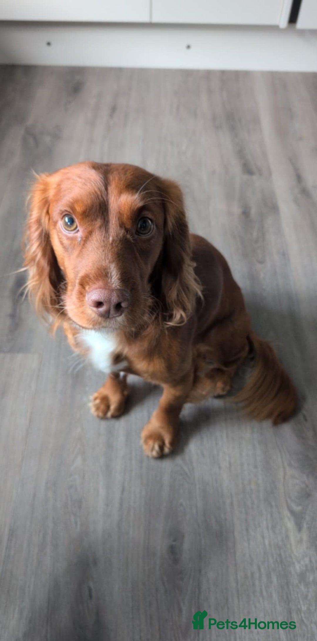 Cocker Spaniel dogs for sale: Our lovely Cocker has had her puppies - Image 8