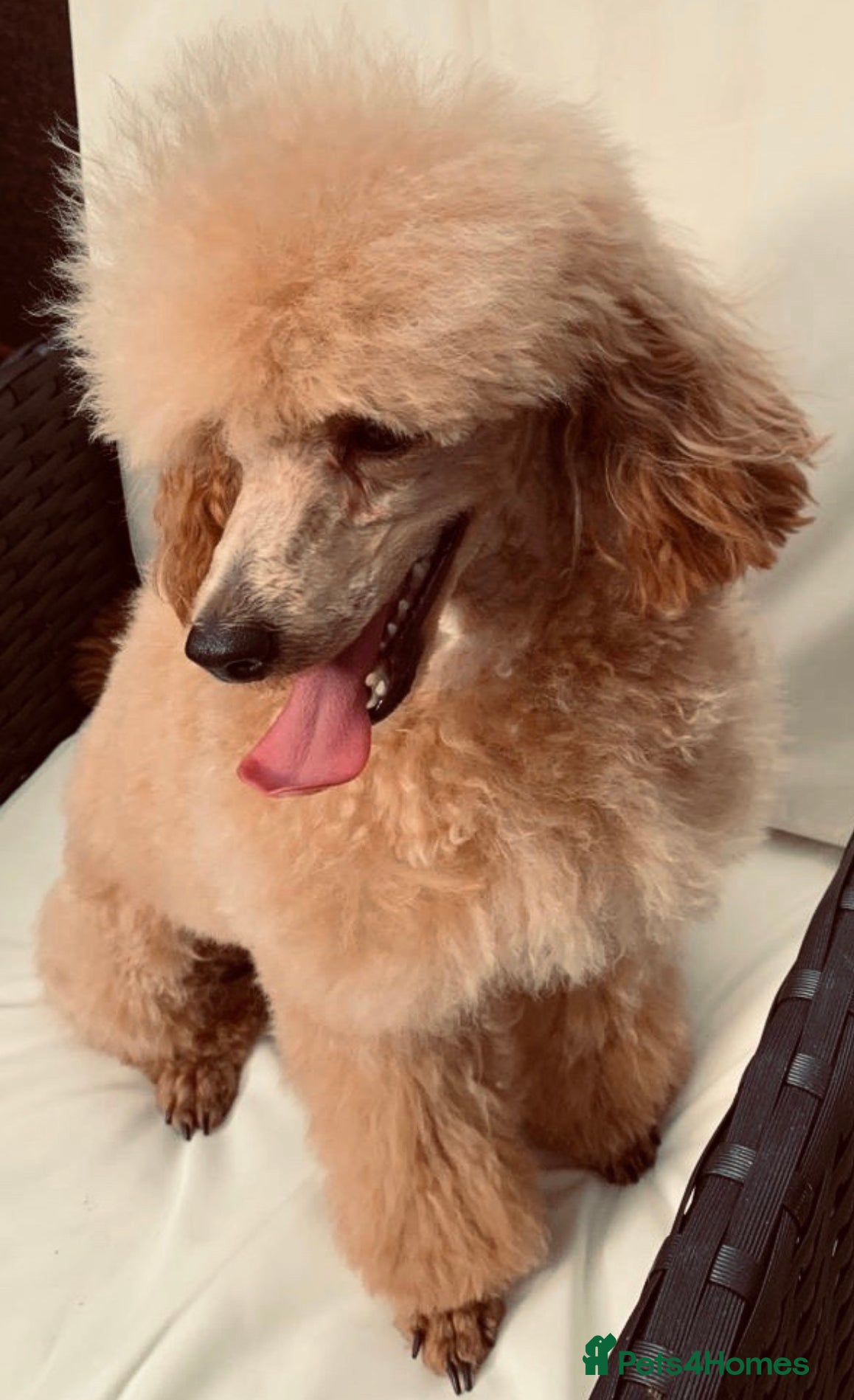 Poodle dogs KC REG EXTENSIVELY DNA HEALTH TESTED POODLE STUD - Advert 4