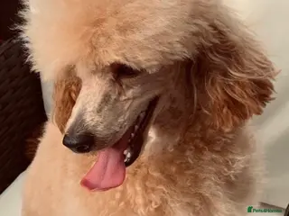 Poodle dogs KC REG EXTENSIVELY DNA HEALTH TESTED POODLE STUD - Advert 4