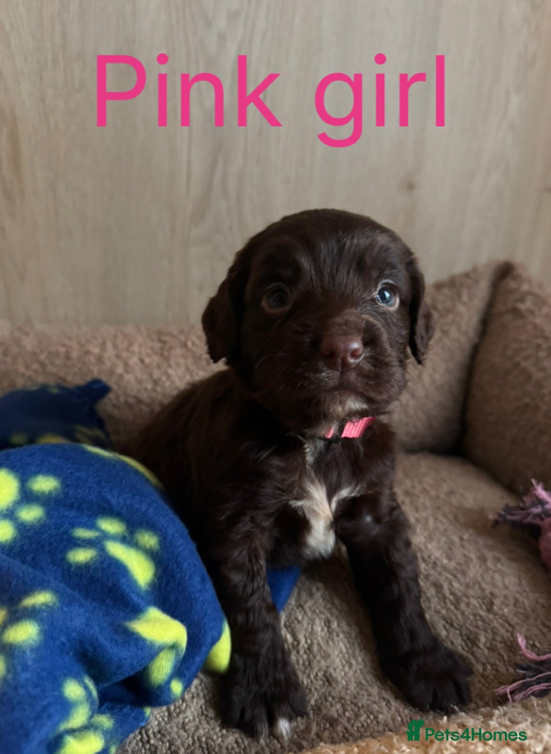 Sprocker dogs for sale: 5 F1 sprocker pups beautiful chocolate and white - Advert 7