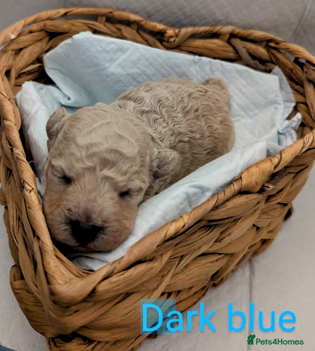 Poochon dogs for sale: Apricot poochons puppies  - Image 12