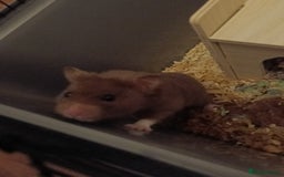 Hamster rodents for sale: 6months old friendly male hamster "billy" - Image 3