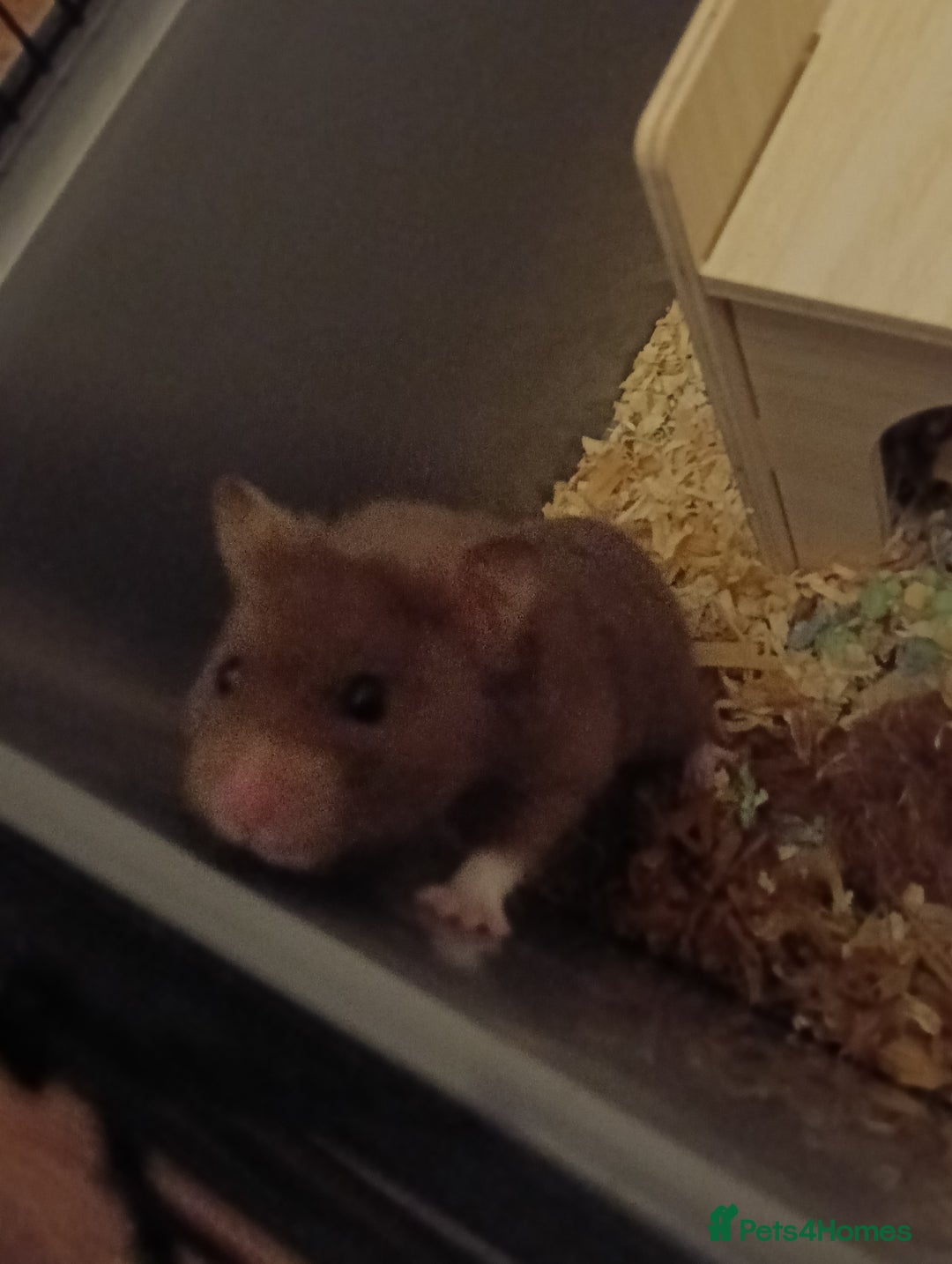 Hamster rodents for sale: 6months old friendly male hamster "billy" - Image 3