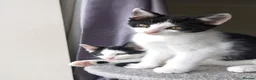 Mixed Breed cats for sale: Adorable Playful Kittens Looking for Forever Homes in London - Advert 12