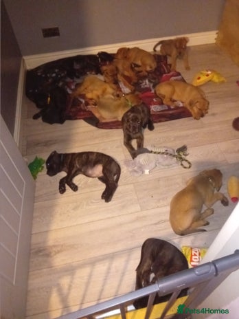 Mixed Breed dogs - Advert 1