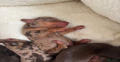 Miniature Dachshund dogs - Advert 9