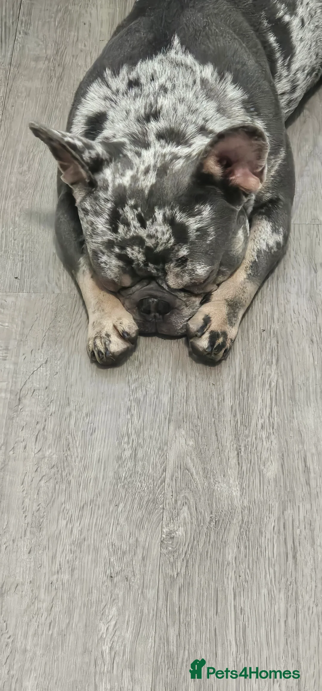 French Bulldog dogs for sale: 2 year old franch bulldog  in Bournemouth - Advert 5