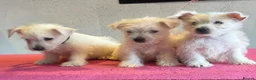 West Highland Terrier dogs for sale: West highland terrier  - Advert 2