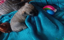 Cairn Terrier dogs for sale: Cairn terrier puppies - Image 5