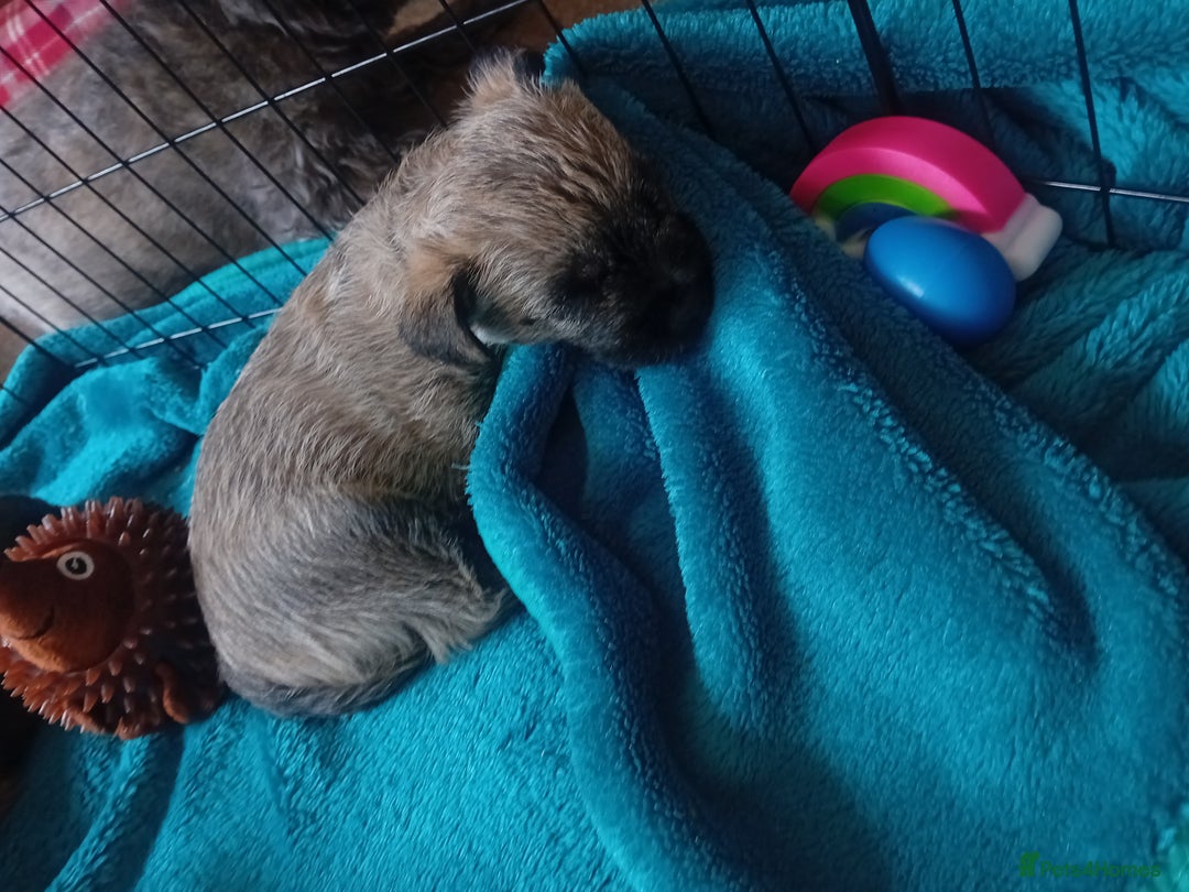 Cairn Terrier dogs for sale: Cairn terrier puppies - Image 5