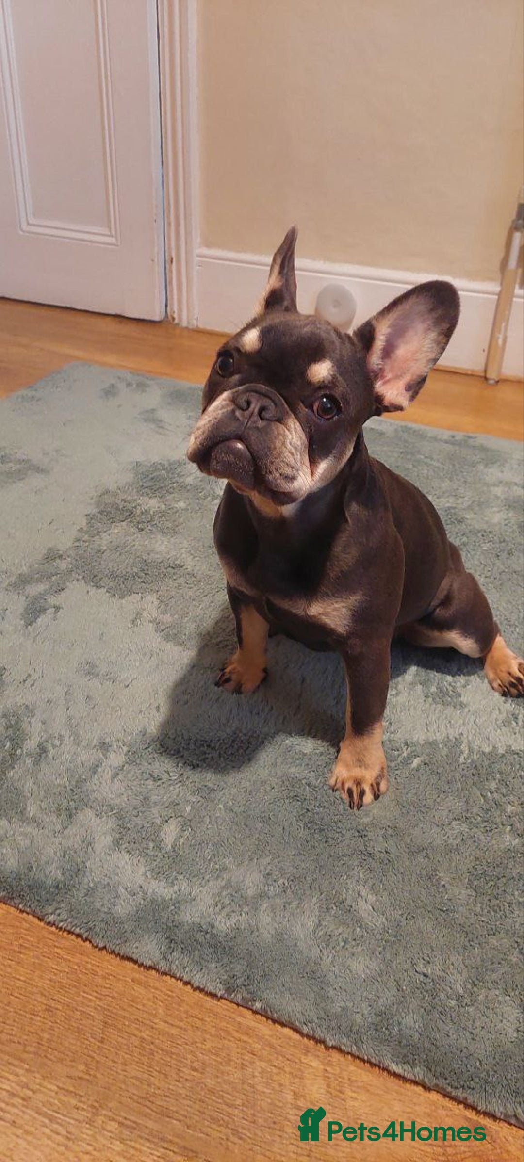 French Bulldog dogs for sale: French Bulldog - Image 1
