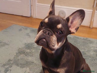 French Bulldog dogs for sale - Advert 1