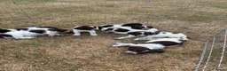 English Springer Spaniel dogs for sale: English springer spaniel puppies for sale  in Abergele - Advert 11
