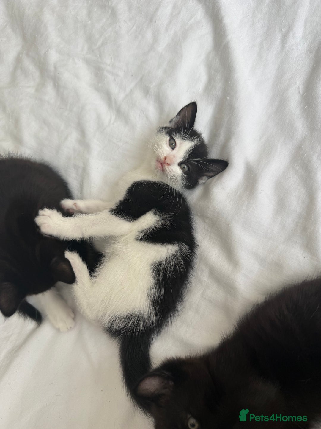 Domestic Shorthair cats for sale: 3 kittens looking for forever home - Image 3