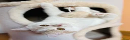 Scottish Fold cats for sale: Pedigree Adorable Scottish Fold Kittens  - Advert 36