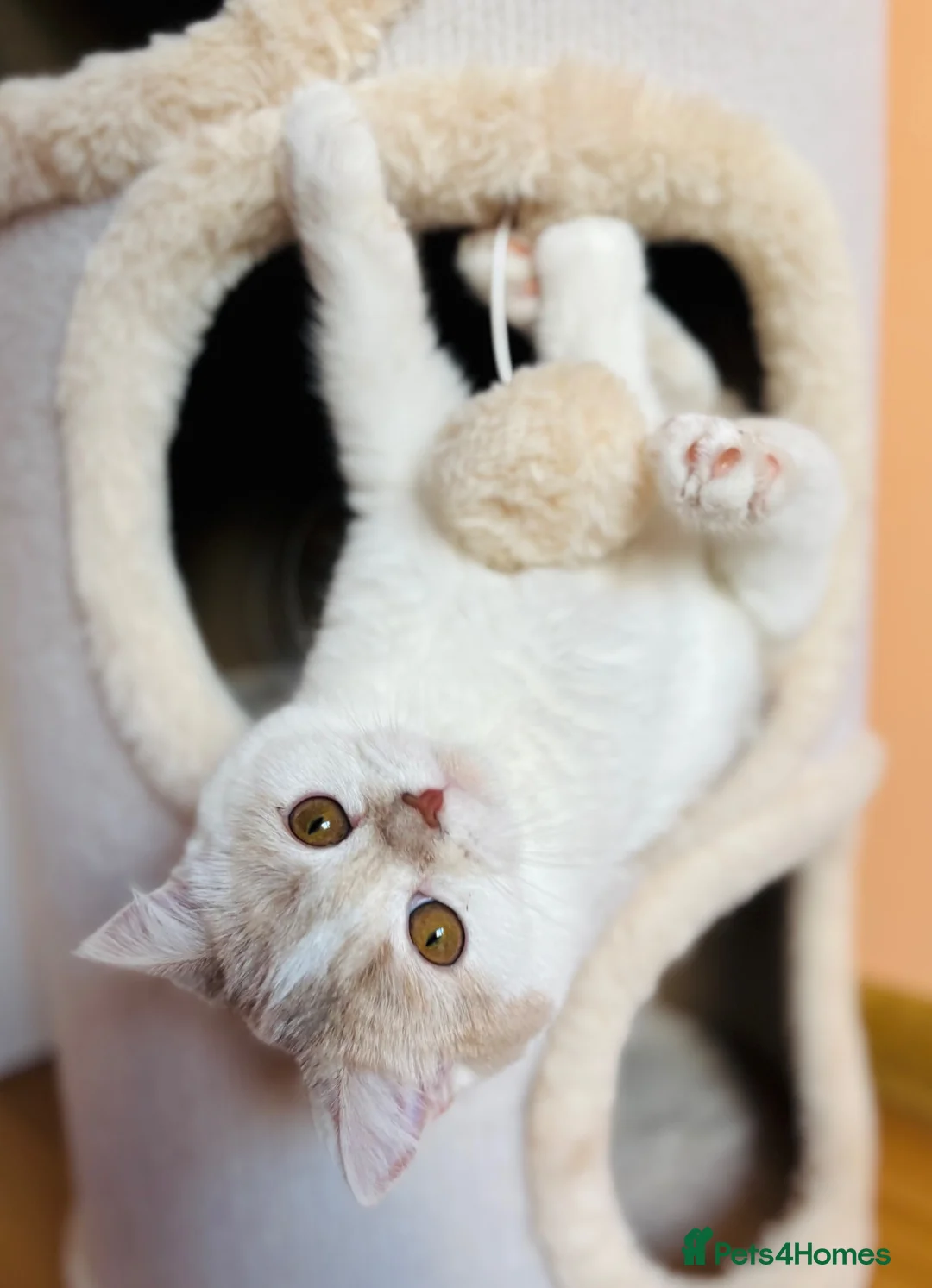 Scottish Fold cats for sale: Unique Pedigree Adorable Scottish Fold Kittens  - Advert 35