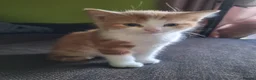 Mixed Breed cats for sale: Very nice kittens:3 boys and 3 girls - Advert 16