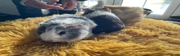 Guinea Pig rodents for sale: Georgeous Piggles - Advert 2