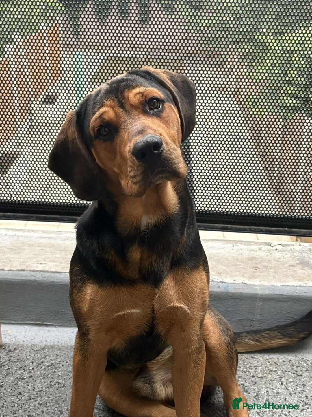 Mixed Breed dogs for sale: Re home  - Advert 1