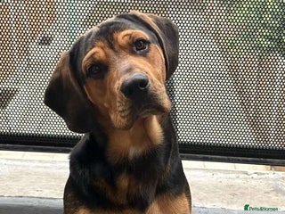 Mixed Breed dogs Re home - Advert 1