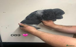 Cocker Spaniel dogs for sale: Blue Roan and Blue Roan & Tan - Image 23