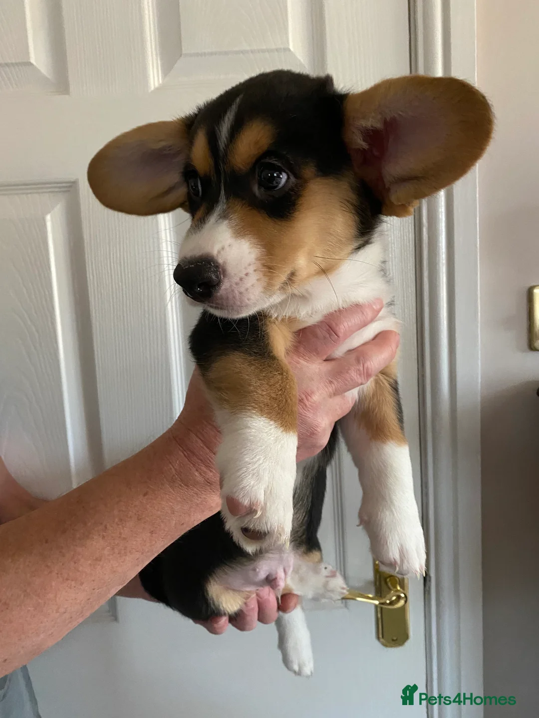 Welsh Corgi Cardigan dogs for sale: WELSH CARDIGAN CORGI GIRLS READY NOW - Advert 33