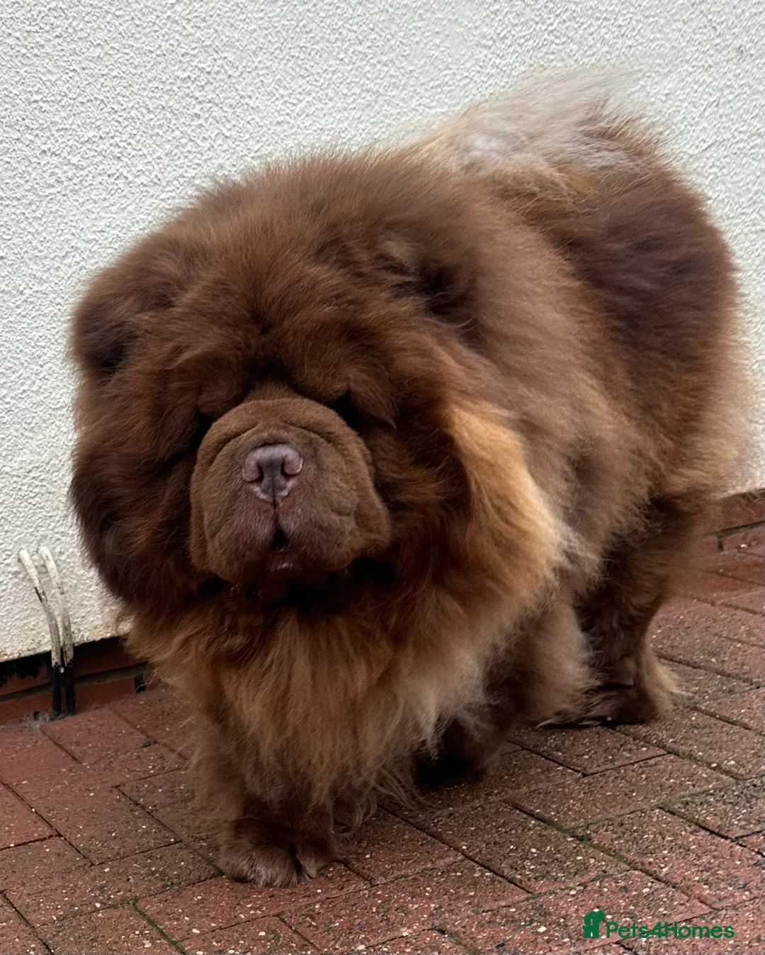 Chow Chow dogs for stud: Chocolate delight Bruno - Advert 2