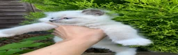 Ragdoll cats for sale: Male/Female Kitten Looking for a Loving  Home in Newport Pagnell - Advert 26