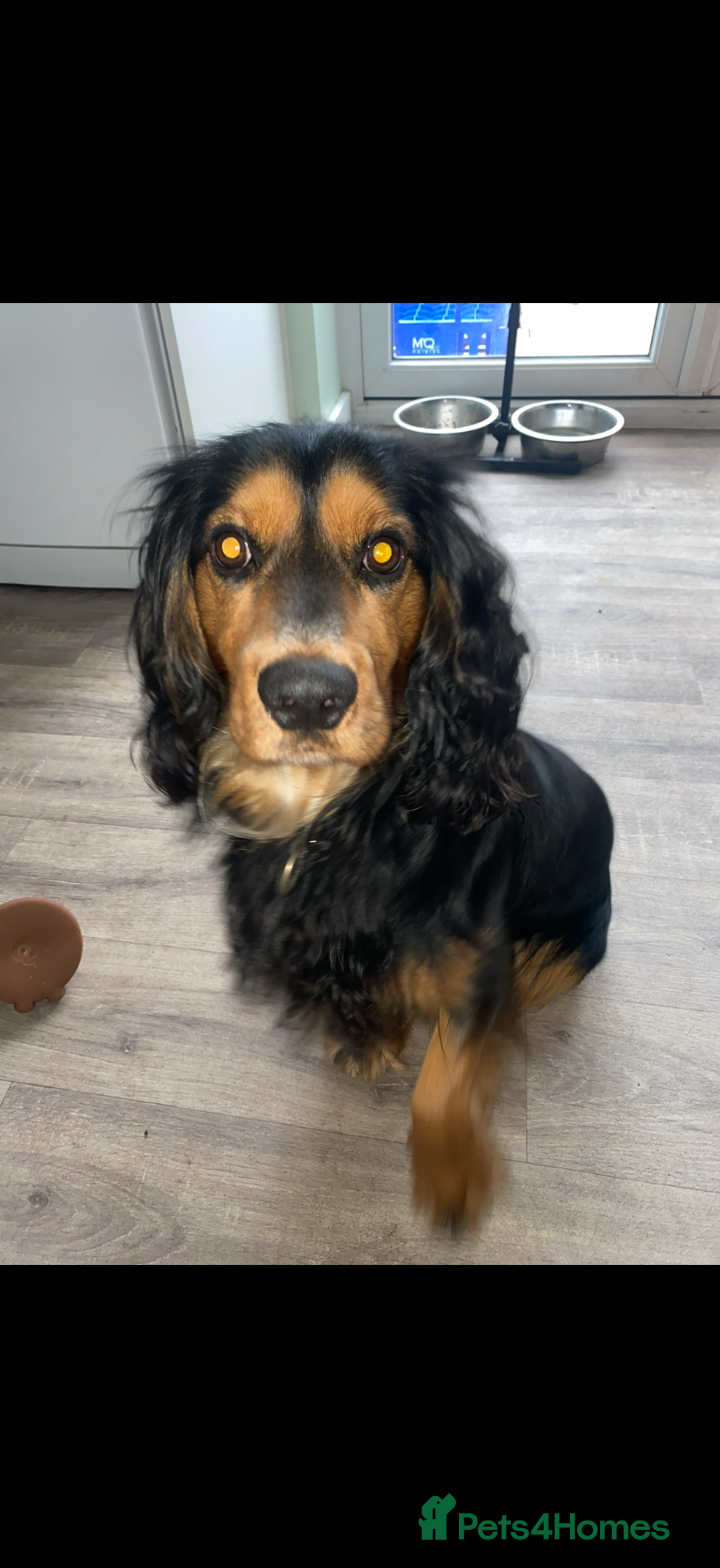 Cocker Spaniel dogs Beautiful Black and Tan cocker spaniel  - Advert 2