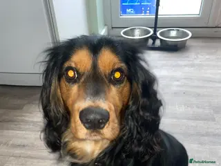 Cocker Spaniel dogs Beautiful Black and Tan cocker spaniel - Advert 2