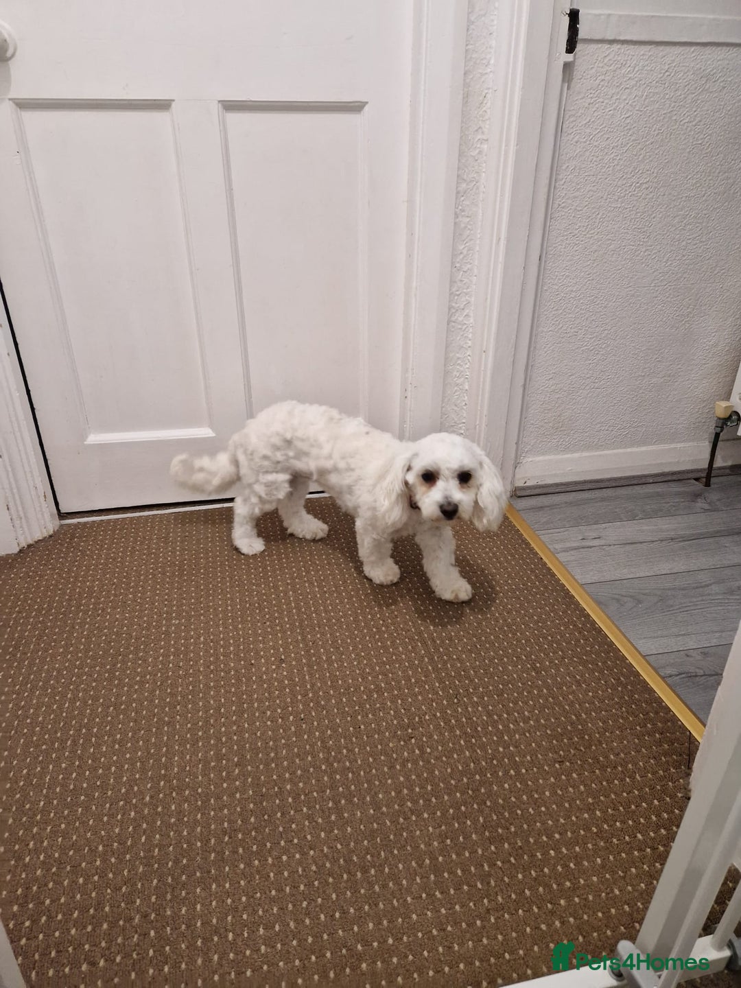 Bichon Frise dogs for sale: Playful Bichon Fries  - Advert 3