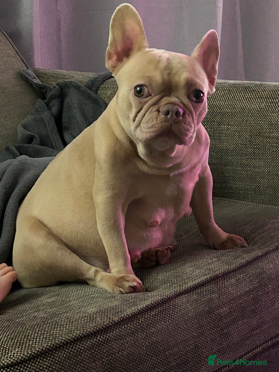 French Bulldog dogs for sale: French bulldog puppies  - Image 2
