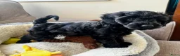Cockapoo dogs for sale: RESERVED: Beautiful black Cockapoo boy - Advert 6