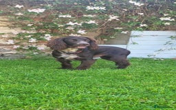 Cocker Spaniel dogs for sale: Beautiful chunky male cockers - Image 11