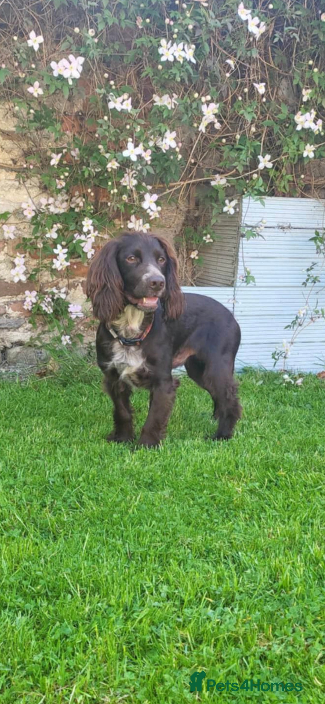 Cocker Spaniel dogs for sale: Beautiful chunky male cockers - Image 11